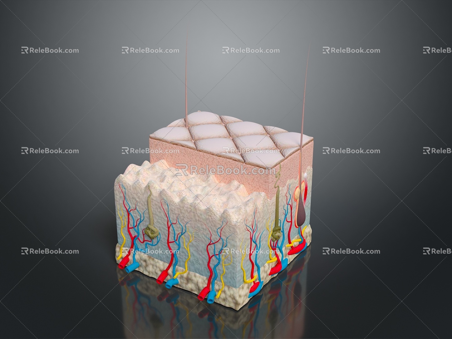 Modern skin structure Epidermal cross section Human skin Skin tissue 3d model