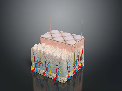 Medical Device 3D Anatomical Skin Structure Model with Layers and Vascular Nerves 3d model
