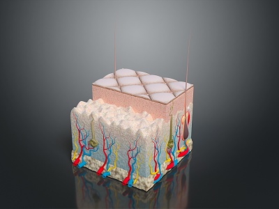 Modern skin structure Epidermal cross section Human skin Skin tissue model