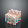 Medical Device 3D Anatomical Skin Structure Model with Layers and Vascular Nerves