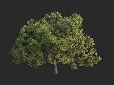 Lush Green Tree With Dense Canopy And Strong Trunk In Natural Scene 3d model