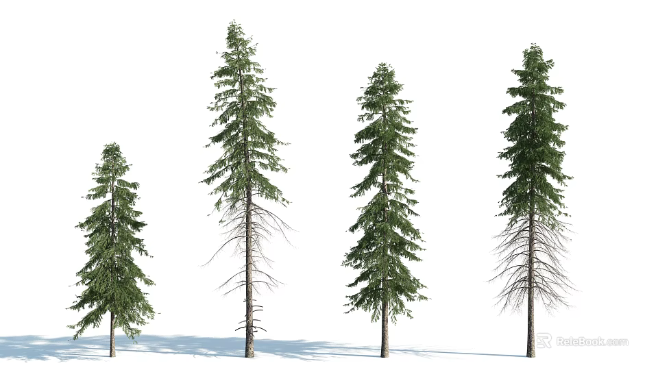 Four Pine Trees Standing in a Row With Different Growth Stages on White Background 3d model