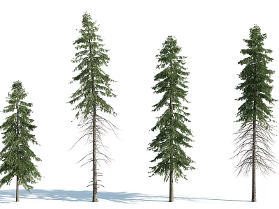 Four Pine Trees Standing in a Row With Different Growth Stages on White Background 3d model