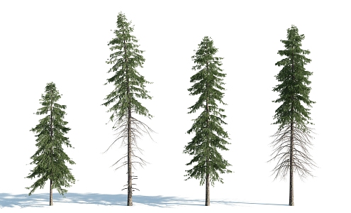 modern spruce 3d model