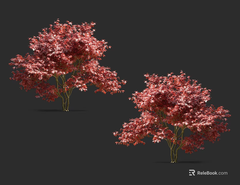 Two Red Leaf Arbor Trees With Vibrant Foliage Isolated On Dark Background 3d model 