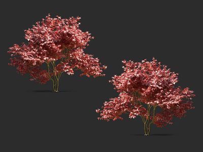 Two Red Leaf Arbor Trees With Vibrant Foliage Isolated On Dark Background 3d model