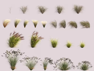 Various Types of Ornamental Grasses With Diverse Shapes and Colors for Landscaping 3d model