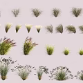 Various Types of Ornamental Grasses With Diverse Shapes and Colors for Landscaping