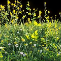 Vibrant Yellow Flowers White Dandelions and Green Grass with Lush Leaves