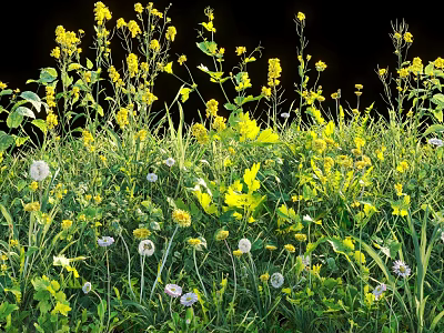 Vibrant Yellow Flowers White Dandelions and Green Grass with Lush Leaves 3d model