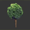 Three Lush Green Trees Standing Together With Dense Foliage And Brown Trunks