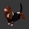 Basset Hound Dog With Brown Black White Coat And Long Ears Standing