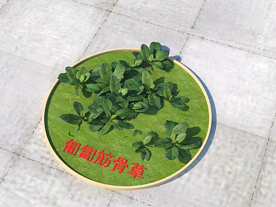 Ajuga reptans Grass Growing in Circular Green Mat with Lush Healthy Leaves 3d model