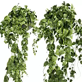 Lush Green Hanging Basket Plants With Trailing Vines And Foliage For Home Decor