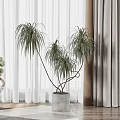 Modern White and Grey Sheer Curtains In Interior With Plants Doll And Wooden Floor