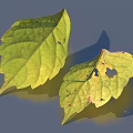 Two Green Leaves With Holes Lying On Blue Surface Showing Natural Texture