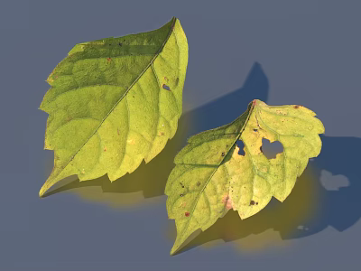 Two Green Leaves With Holes Lying On Blue Surface Showing Natural Texture 3d model