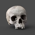 Human Skull Anatomical Structure With Detailed Bone Texture On Gray Background 3d model