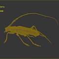 Longhorn Beetle With Long Antennae Long Legs Yellow Black Body On Gray Background With Reflection