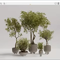 Stylish Bonsai Plants In Various Sizes With Green Foliage And Modern Planters