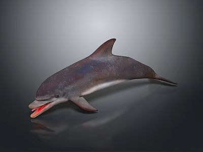 Detailed Dolphin Character 3D Model With Open Mouth And Reflection On Dark Background 3d model