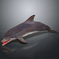 Detailed Dolphin Character 3D Model With Open Mouth And Reflection On Dark Background 3d model