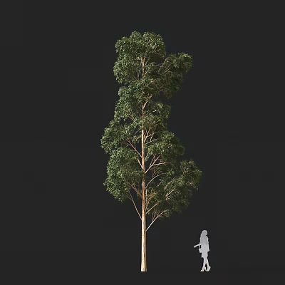 Tall Arbor With Lush Green Foliage And Straight Trunk Beside Human Figure 3d model