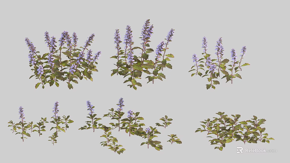 Beautiful Purple Flowering Herb Plants With Green Leaves And Fresh Blooms 3d model 