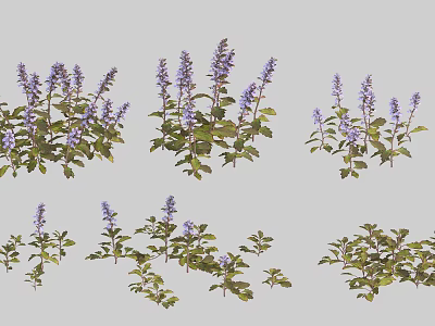 Beautiful Purple Flowering Herb Plants With Green Leaves And Fresh Blooms 3d model