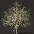 Tall Tree With Sparse Leaves And Human Figure Standing Under Trunk Against Dark Background
