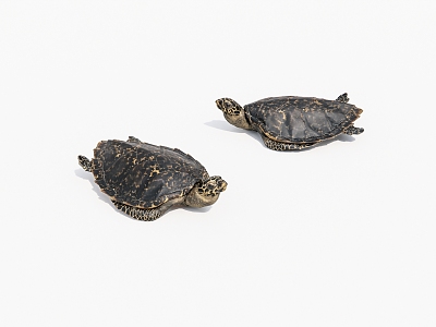 Aquatic animal turtle 3d model