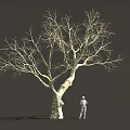 Tall Leafless Tree With Thick Trunk Detailed Branches And Standing Person