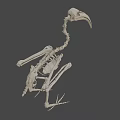 Close Up View Of Bird Skeleton With Long Beak And Vertebrae Structure