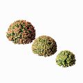 Modern Shrub Plants 3d model