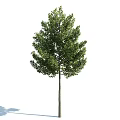 The Modern Tree 3d model