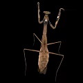Brown Mantis Insect With Long Legs And Extended Front Limbs On Black Background 3d model