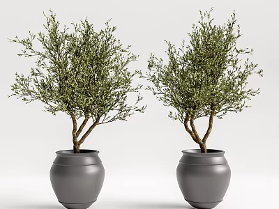 Two Bonsai Trees with Brown Trunks and Green Leaves in Gray Pots 3d model