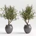 Two Bonsai Trees with Brown Trunks and Green Leaves in Gray Pots