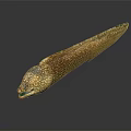 Brown And White Spotted Moray Eel With Long Slender Body On Smooth Reflective Surface 3d model