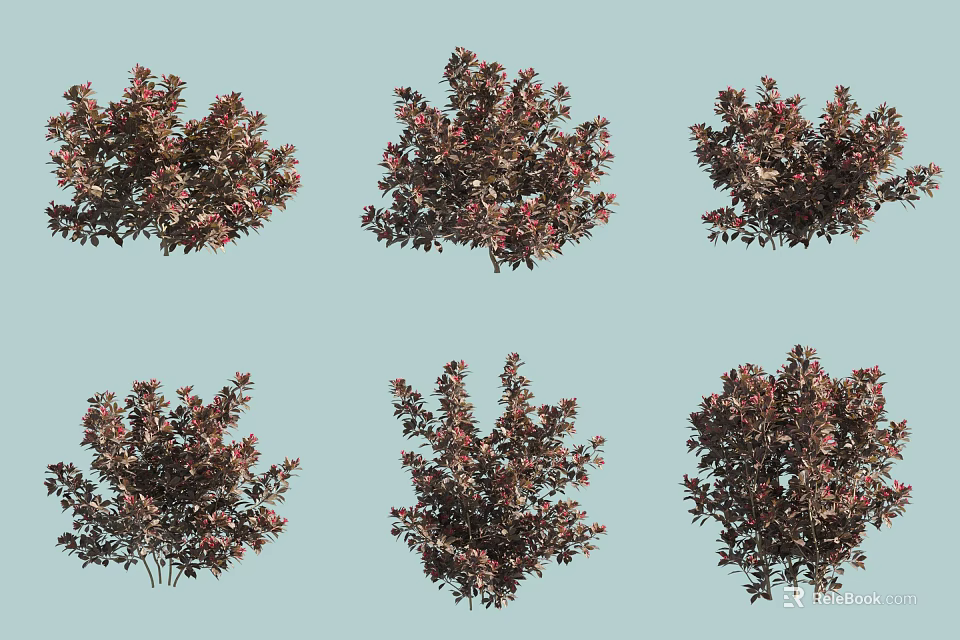 Ornamental Garden Shrubs with Red Purple Foliage and Dense Bushy Growth Habits 3d model 