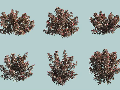 Ornamental Garden Shrubs with Red Purple Foliage and Dense Bushy Growth Habits 3d model