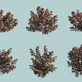Ornamental Garden Shrubs with Red Purple Foliage and Dense Bushy Growth Habits