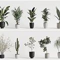 Indoor Decorative Potted Plants With Various Types And Black White Pots