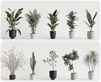 Indoor Decorative Potted Plants With Various Types And Black White Pots 3d model