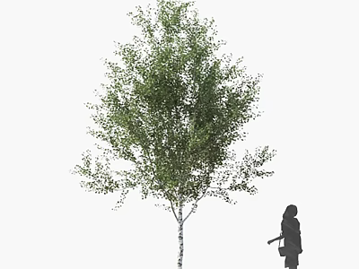Tall Arbor With Green Foliage And Human Silhouette In Garden Scene 3d model