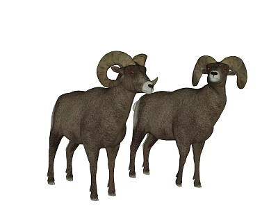 Two Bighorn Sheep Standing Together With Large Curved Horns On White Background 3d model