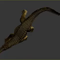 Realistic Crocodile Model With Open Mouth And Textured Skin And Reflection In Standing Pose