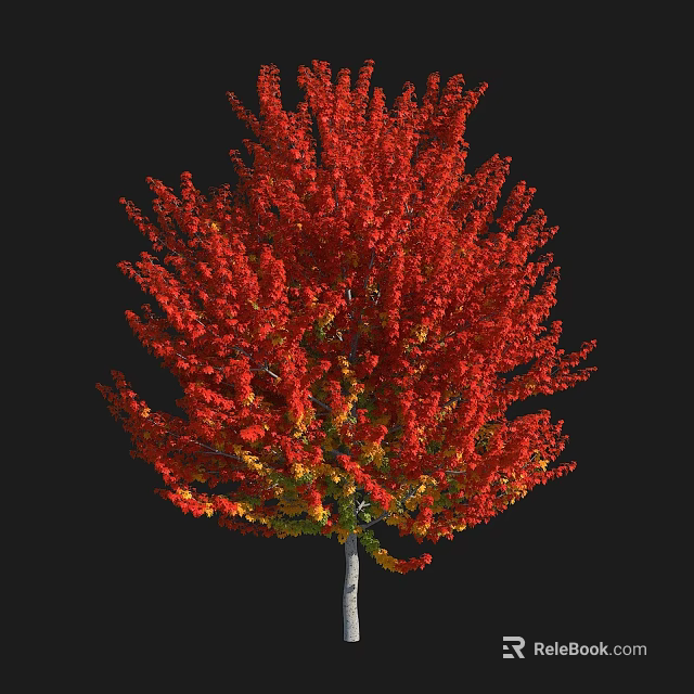 Deciduous Arbor with Vibrant Red and Yellow Autumn Leaves and Lush Full Crown 3d model 