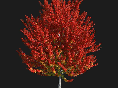 Deciduous Arbor with Vibrant Red and Yellow Autumn Leaves and Lush Full Crown 3d model