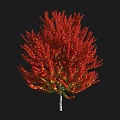 Deciduous Arbor with Vibrant Red and Yellow Autumn Leaves and Lush Full Crown